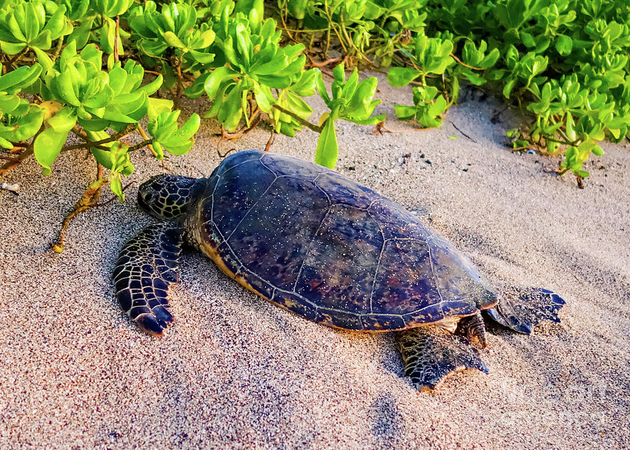 Turtle Photograph - Sun bathing turtle  by Lisa LaniKai Stevenson