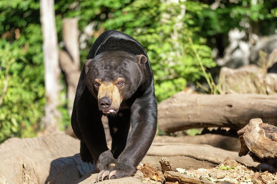 Sun bear also known as a Malaysian bear Photograph by Artush Foto - Pixels