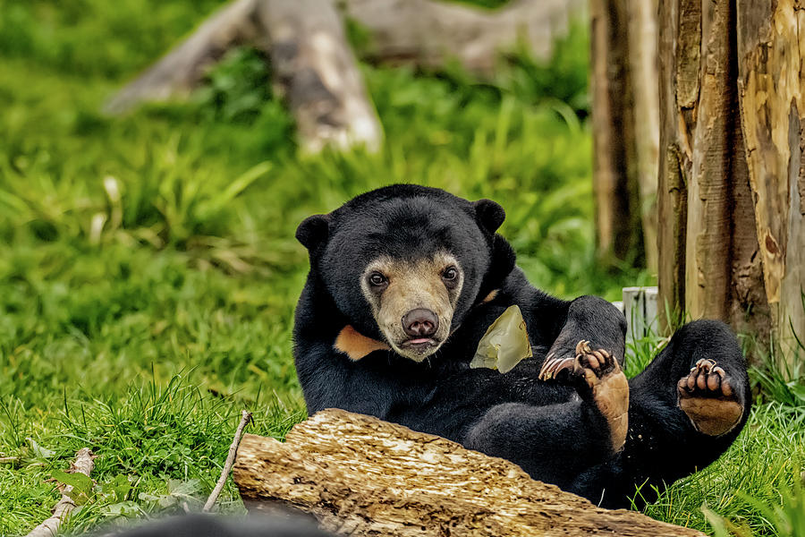 Sun Bear Cub Photograph by Darren Wilkes - Pixels