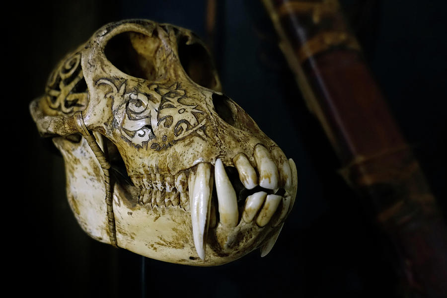 Bear Photograph - Sun Bear Skull by Arterra Picture Library