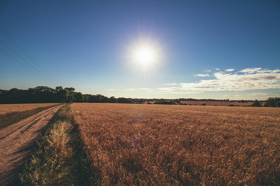 Sun Beating Down Photograph By Martin Newman Pixels