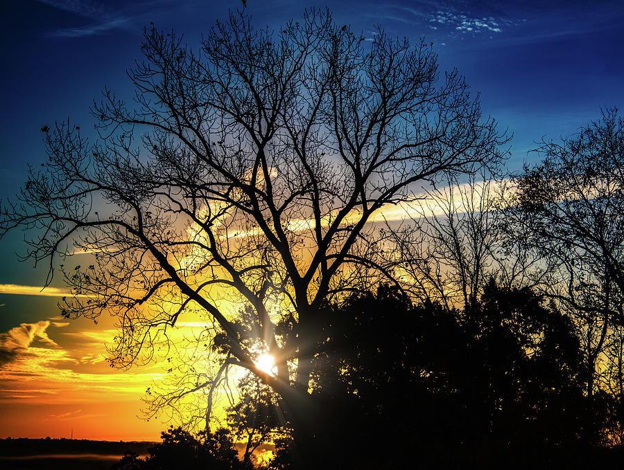 Sun Behind the Trees Photograph by Jonny D