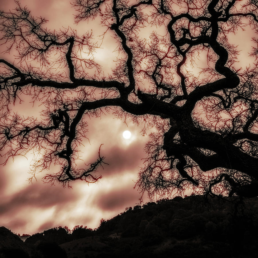 Sun behind Valley Oak Photograph by Donald Kinney