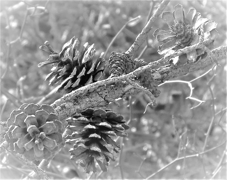 Sun-bleached Pine Cones Photograph by Linda Stern
