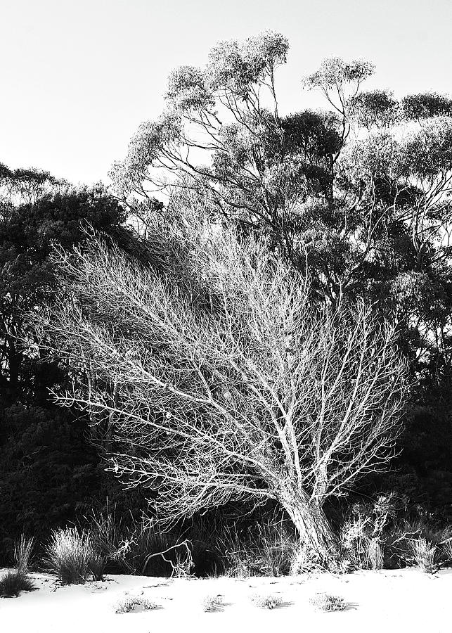 Sun Bleached Tree - BW Photograph by Lexa Harpell