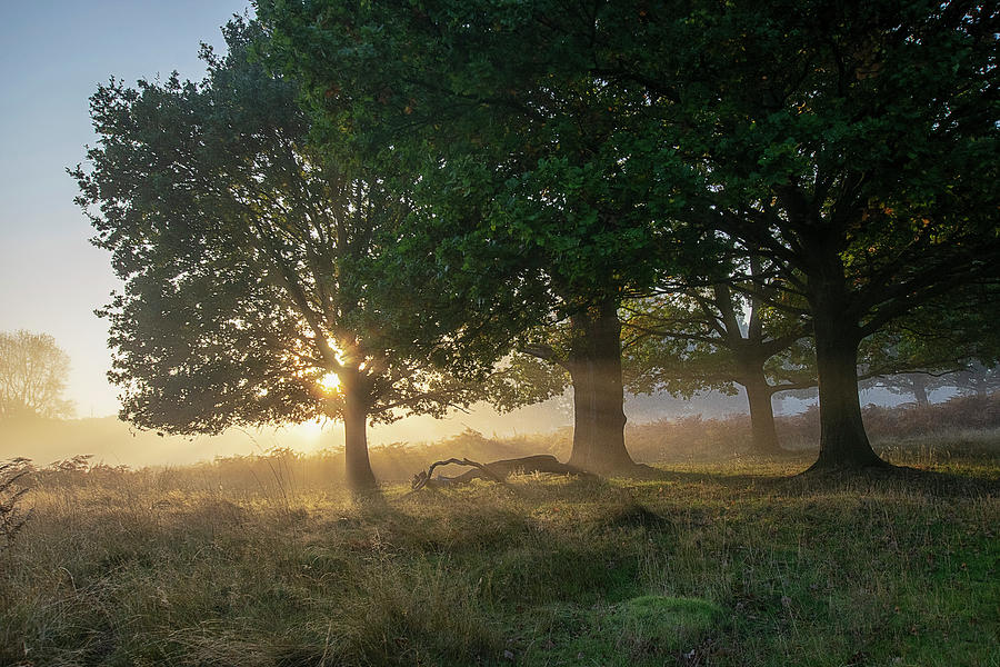 Sun breaking through the trees Photograph by Gareth Parkes