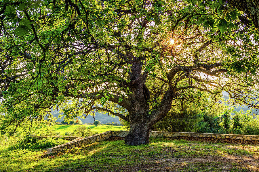 Sun Breaks Through the Leaves of an Oak Tree Photograph by Alexios Ntounas