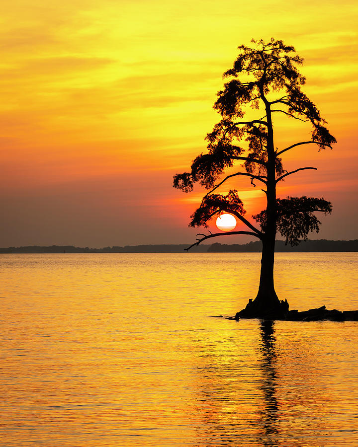 Sun Catcher Photograph by David Fountain