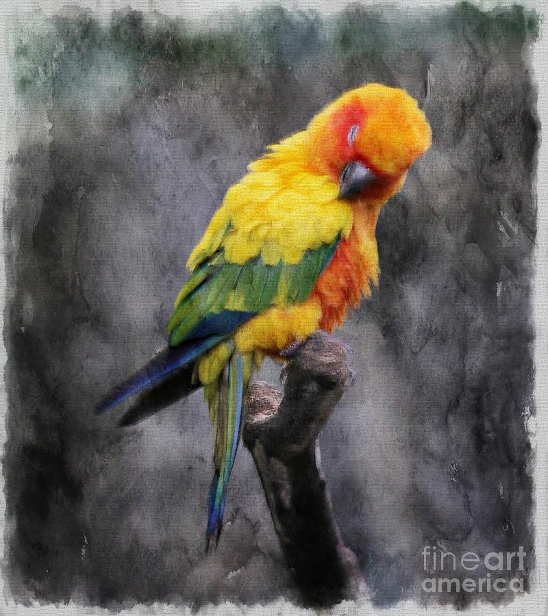 sun conure painting