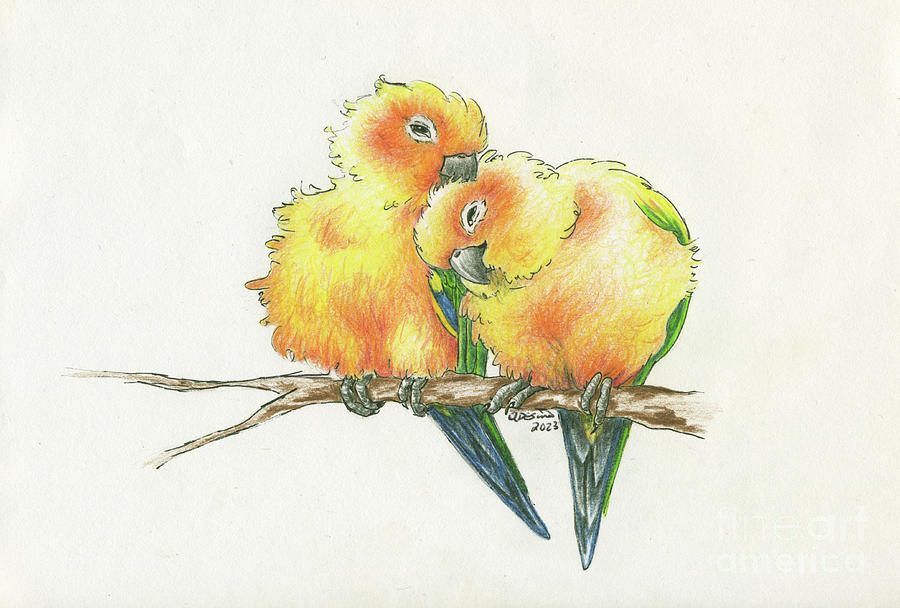 Sun Conures Canoodling Drawing by Adesina Artist Fine Art America