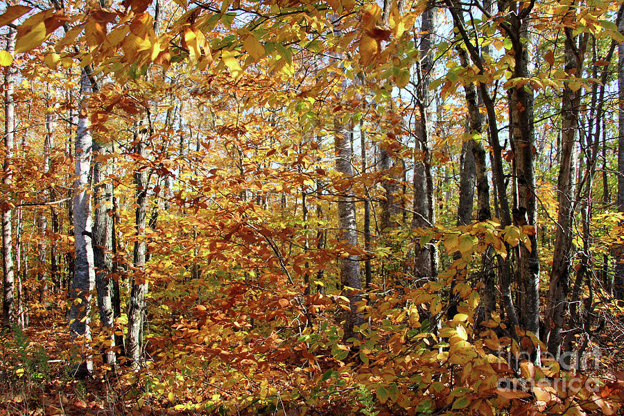 Sun Dappled Birches and Poplar Trees in Autumn Photograph by Sandra Huston
