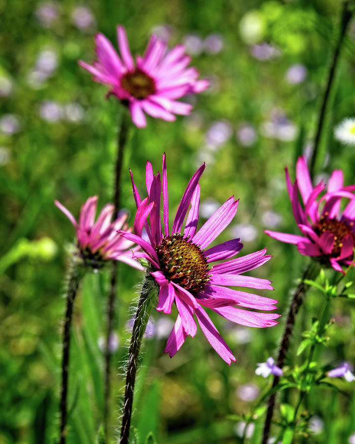 Sun-drenched Tennessee Coneflower Photograph