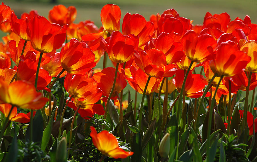 Sun-Drenched Tulips Photograph by Suzanne Gaff