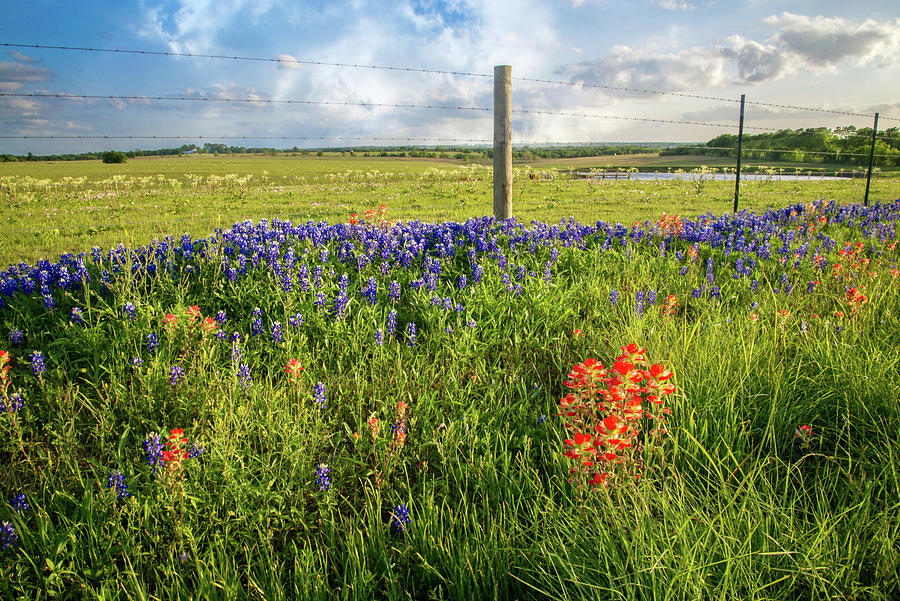 Sun-Drenched Wildflowers in Brenham Photograph by Lynn Bauer