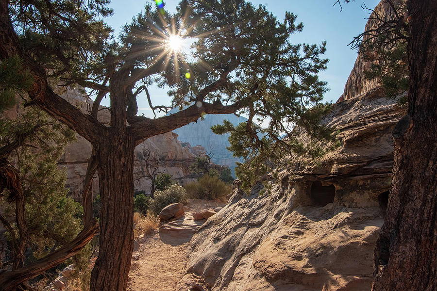 Sun Flare at Capitol Reef Photograph by Nathan Wasylewski