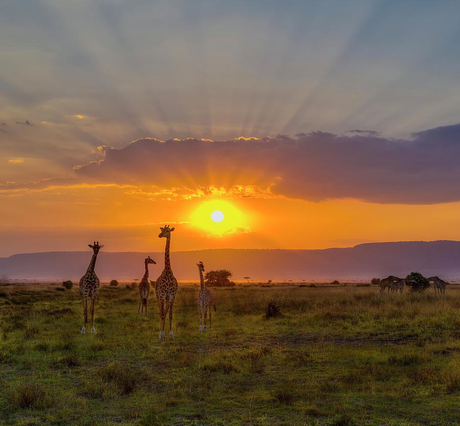 Sun Flaring Giraffes Photograph by Laura Hedien