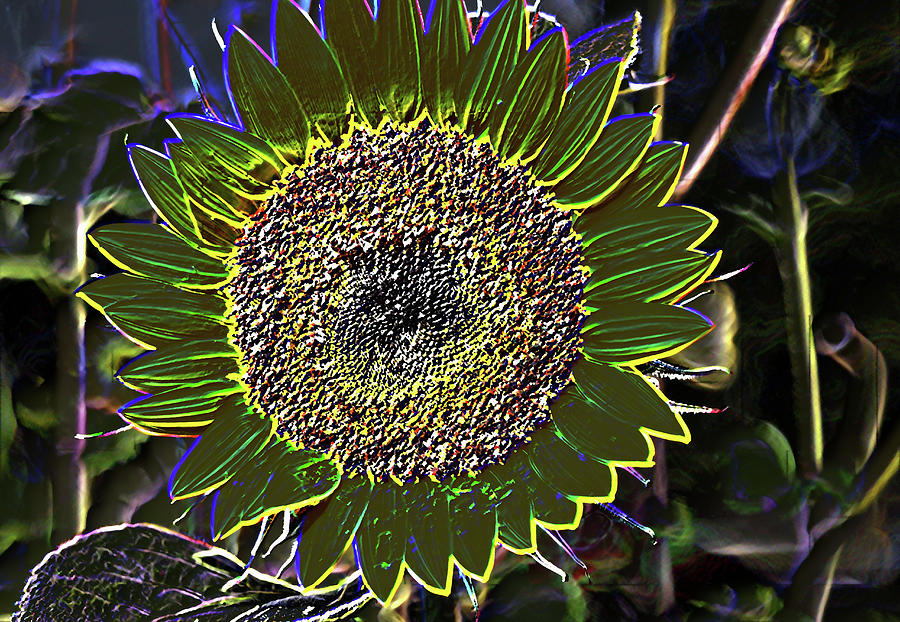 Sun Flower 2 Photograph by Mingming Jiang