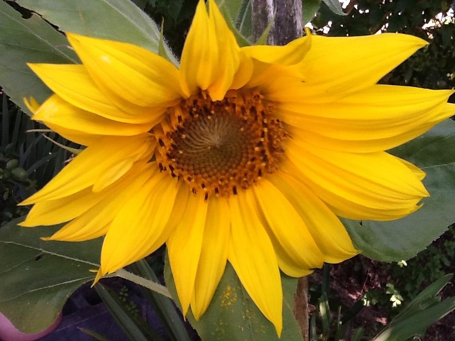 Sun Flower Photograph by Catherine Wilson