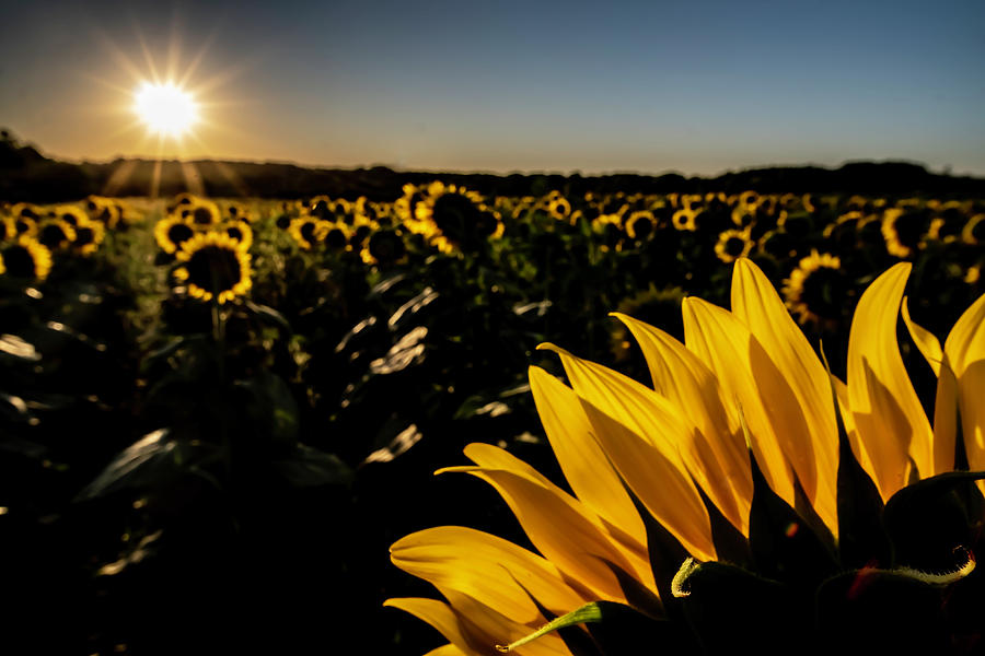 Sun flower field at sun rise Photograph by Sven Brogren