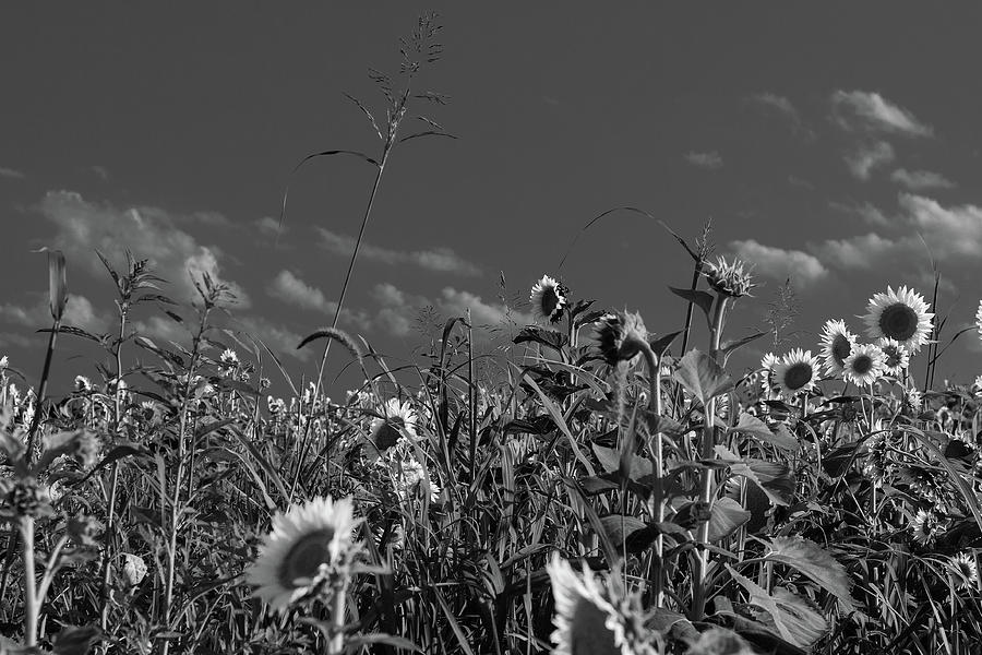 Sunflowers in Black and White Photograph by Joel Meador - Fine Art America