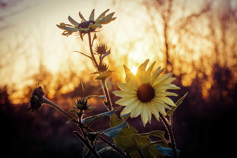 Sun flower Photograph by Lilia S