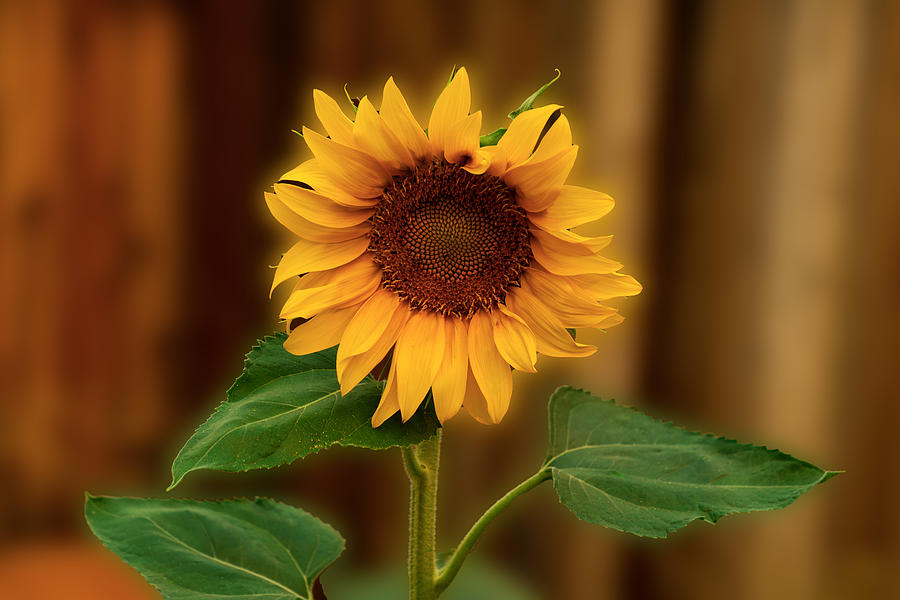 Sun Flower Photograph by Ron Roberts