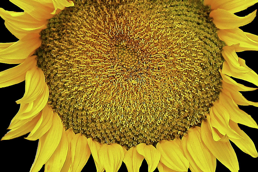 Sun Flower Photograph by Ron Sweetin - Fine Art America