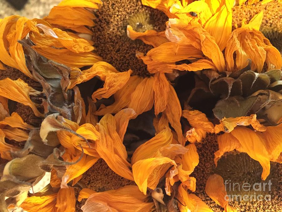 Sun Flower Series 1-6 Photograph by J Doyne Miller