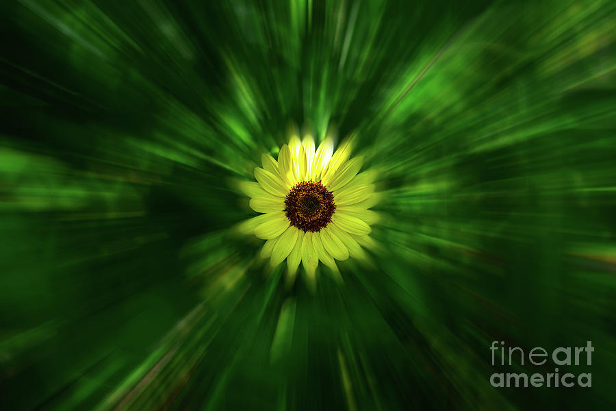 Sun-Flower Photograph by Stef Ko