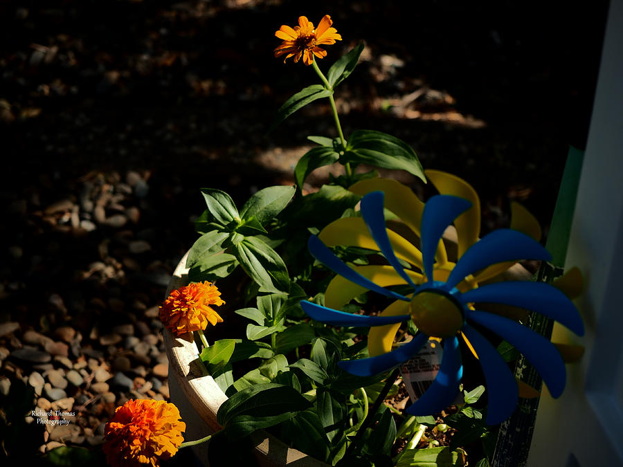 Sun Flower Still Life Photograph by Richard Thomas