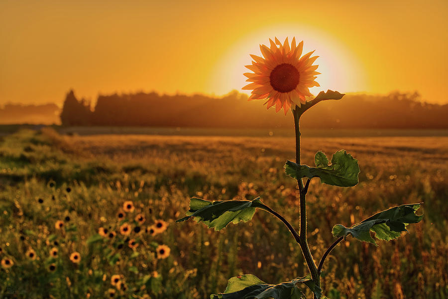 Sun-Flower-Syzygy -  lone sunflower with sun on ND roadside Photograph by Peter Herman