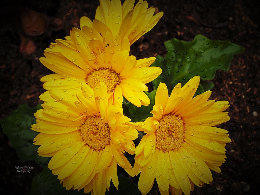 Sun Flowers 4 Photograph by Richard Thomas