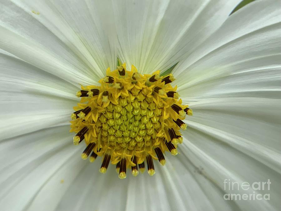 Sun Flowers in White Photograph by Catherine Wilson