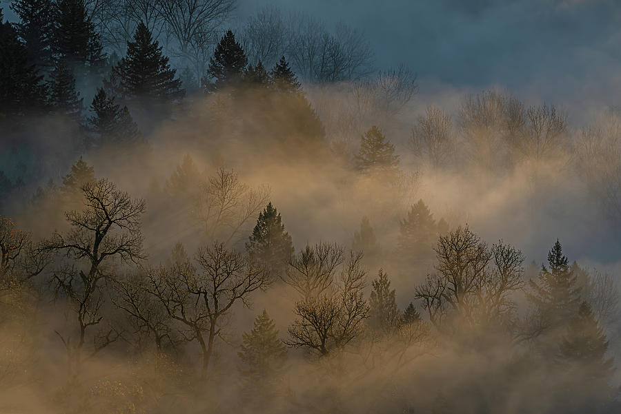 Sun, fog and trees at sunrise. Photograph by Ulrich Burkhalter