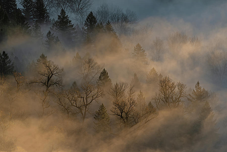 Sun, fog and trees. Photograph by Ulrich Burkhalter