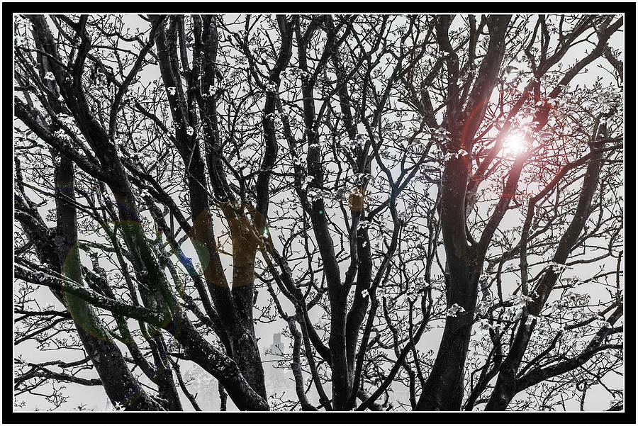 Sun, Fog, Tree Photograph by Martyn Boyd