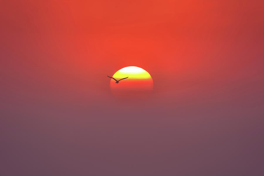 Sun in Fog 34a5776 Photograph by Greg Hartford