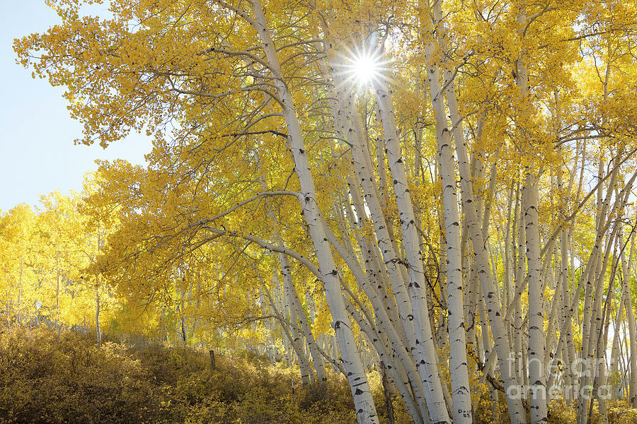 Sun in the Aspen Photograph by Idaho Scenic Images Linda Lantzy