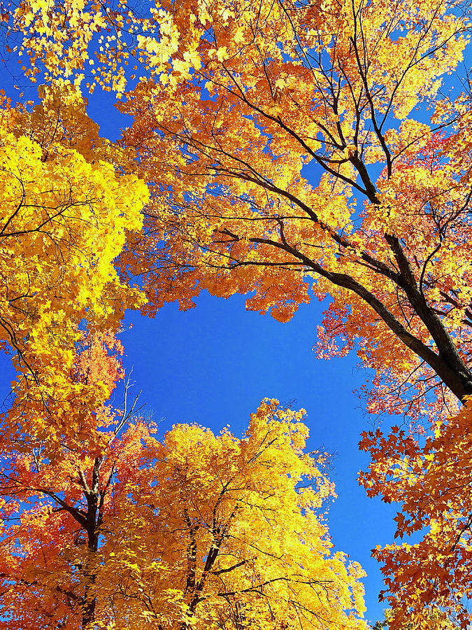 Sun kissed Leaf Canopy Photograph by Sharon Kotula - Fine Art America