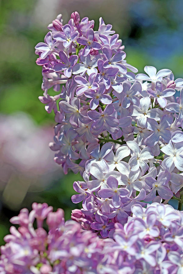 Sun Kissed Lilacs I Photograph by Debbie Oppermann