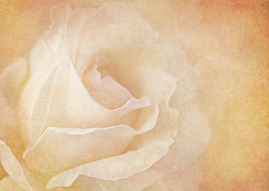 Textured Peach Rose Flower Photograph by Jennie Marie Schell