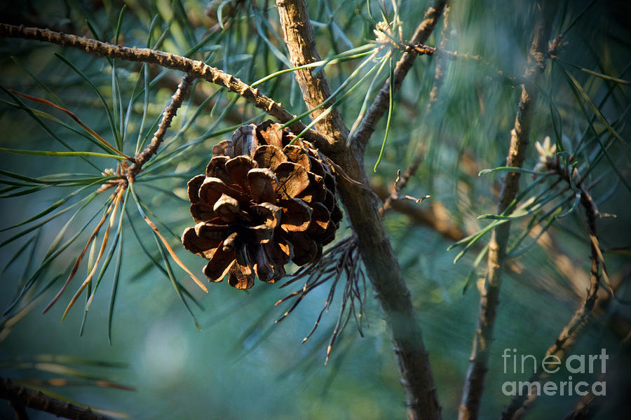 Sun Kissed Pinecone Photograph by James Lloyd