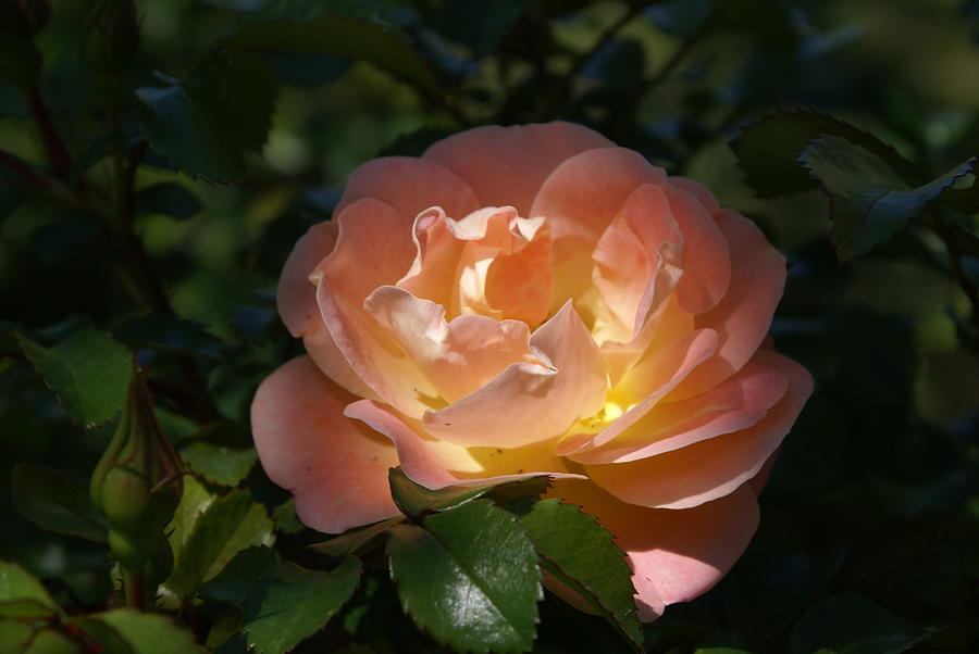 Sun-kissed Rose Photograph by Heather E Harman