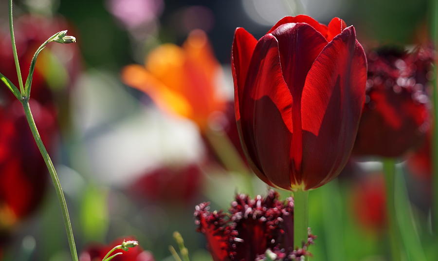Sun kissed tulips Photograph by Caryn La Greca