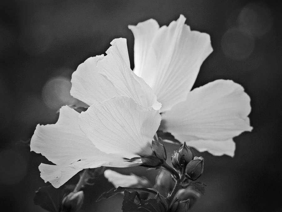 Sun-lit Petals Photograph by Carmen Macuga - Fine Art America