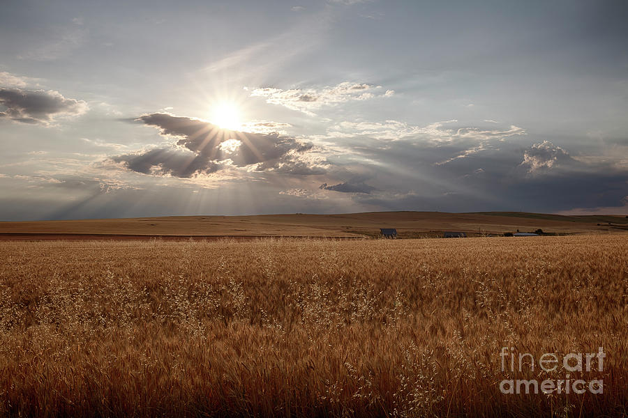 Sun On The Wheat Photograph