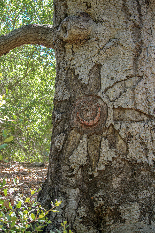 Sun On Tree Carving Photograph by Art Block Collections