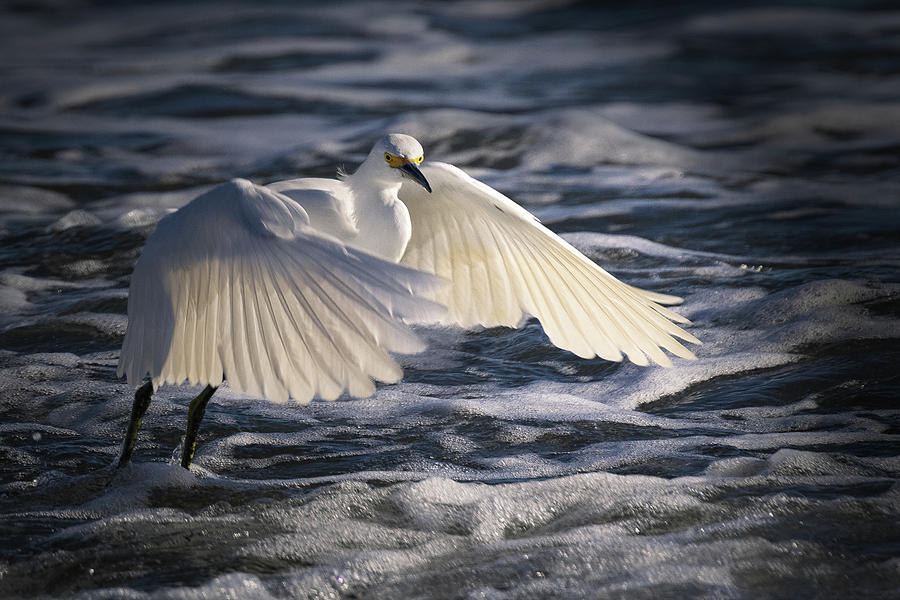 Sun On Your Wings Photograph by Jerry Cowart