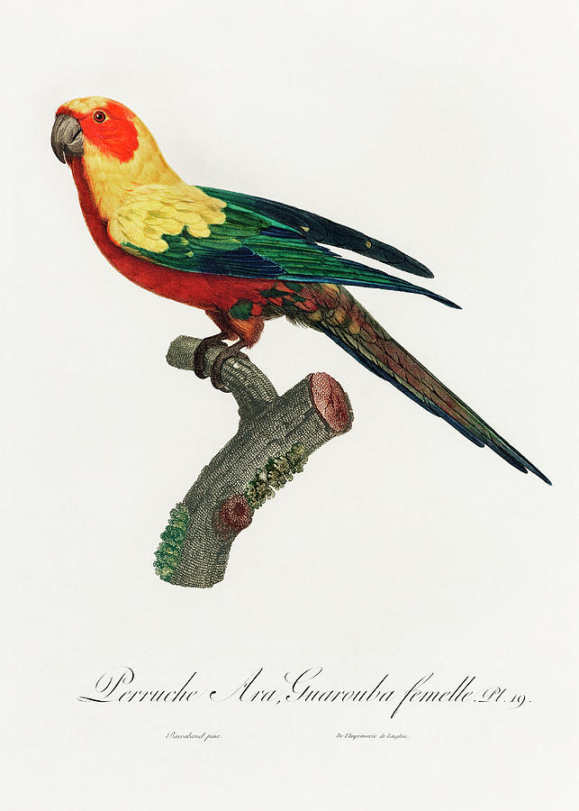 Sun parakeet Mixed Media by Beautiful Nature Prints