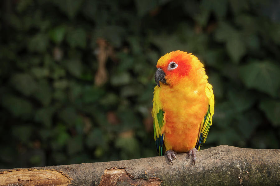 Sun Parakeet Photograph by Wim Lanclus
